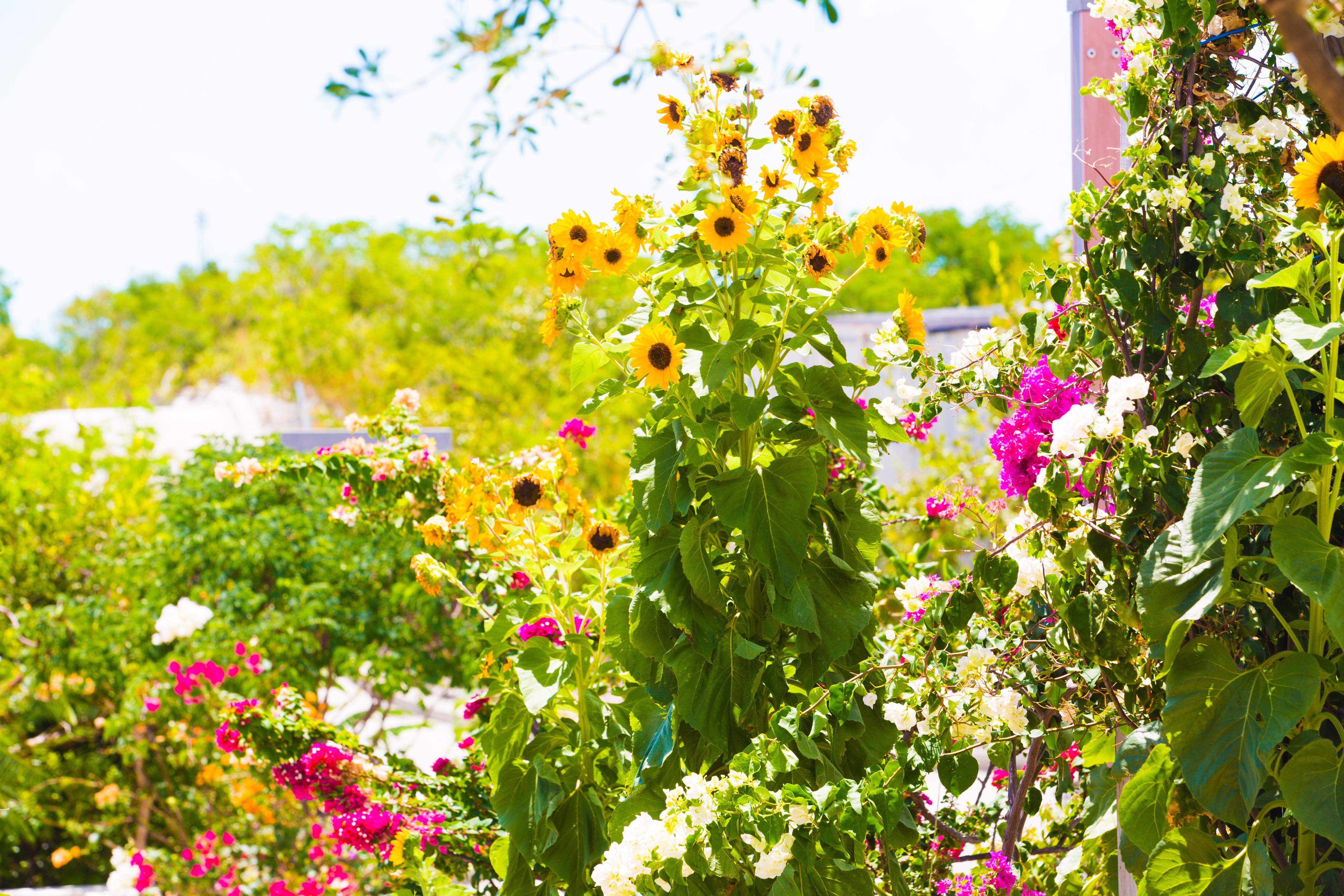 One On Marlin Resort (Adults Only) Turtle Cove Екстер'єр фото